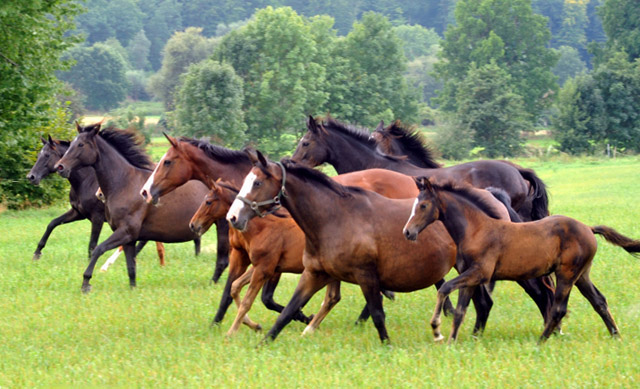 Weideumtrieb der Stuten und Fohlen in Hmelschenburg vorn Tavolara mit Tochter Tara O'Hara - Anfang September 2012, Foto: Beate Langels, Trakehner Gestt Hmelschenburg