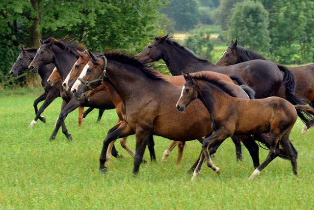 vorn Tavolara mit Tochter Tara O'Hara beim Weideumtrieb der Stuten und Fohlen in Hmelschenburg - Anfang September 2012, Foto: Beate Langels, Trakehner Gestt Hmelschenburg