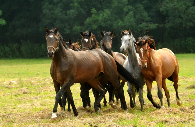 Jhrlingshengste Anfang September 2012, Foto: Beate Langels, Trakehner Gestt Hmelschenburg