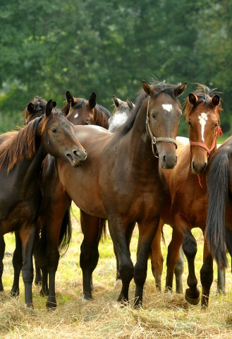 Jhrlingshengste Anfang September 2012, Foto: Beate Langels, Trakehner Gestt Hmelschenburg