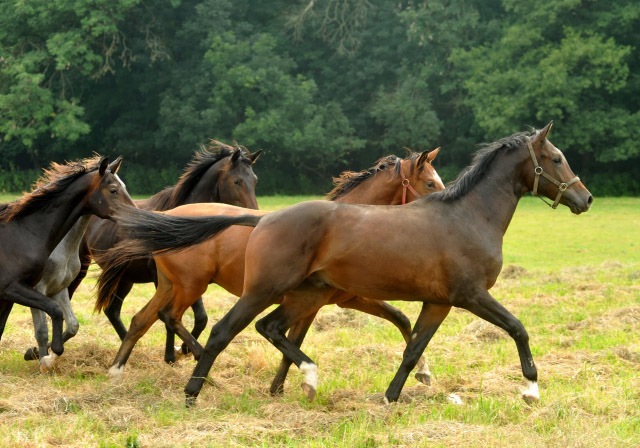 Zweijhriger v. Shavalou x Manhattan wir in die Gruppe der Jhrlingshengste integriert - Anfang September 2012, Foto: Beate Langels, Trakehner Gestt Hmelschenburg