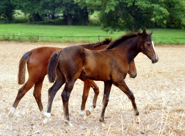 Stutfohlen Tara O'Hara - Anfang September 2012, Foto: Beate Langels, Trakehner Gestt Hmelschenburg