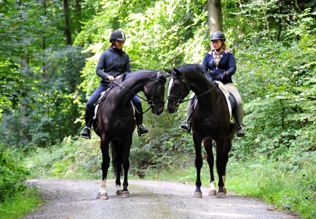 Denoir und seine Vollschwester Schwalbenzauber  - Foto: Beate Langels - Trakehner Gestt Hmelschenburg