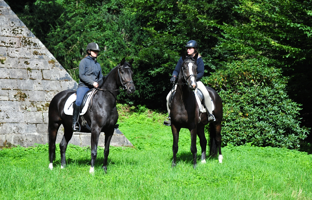 Denoir und seine Vollschwester Schwalbenzauber  - Foto: Beate Langels - Trakehner Gestt Hmelschenburg