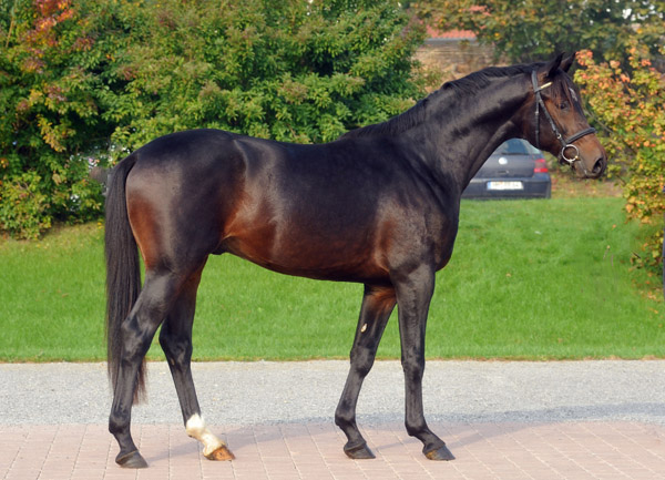 2jhriger Hengst von Goldschmidt x Glanzlicht - Foto: Beate Langels - Trakehner Gestt Hmelschenburg