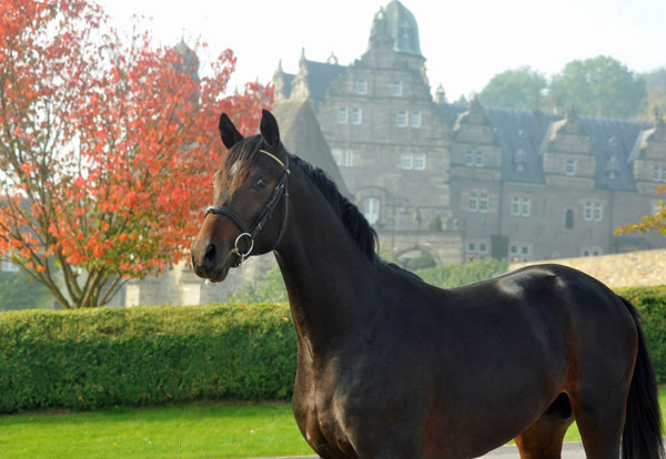 2jhriger Hengst von Goldschmidt x Glanzlicht - Foto: Beate Langels - Trakehner Gestt Hmelschenburg