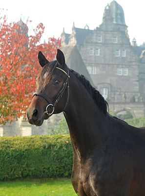 Trakehner Hengst von Goldschmidt x Glanzlicht, Otto Langels