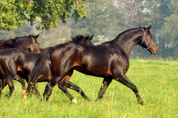 vorn: 2jhriger Hengst von Goldschmidt - Foto: Beate Langels - Trakehner Gestt Hmelschenburg