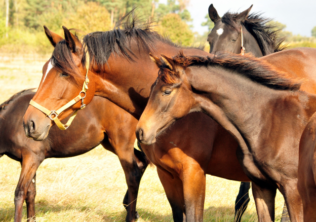 Stutfohlen von His Moment u.d. Pr.u.StPrSt. Katniss Everdeen v. Saint Cyr - Foto: Beate Langels - Trakehner Gestt Hmelschenburg