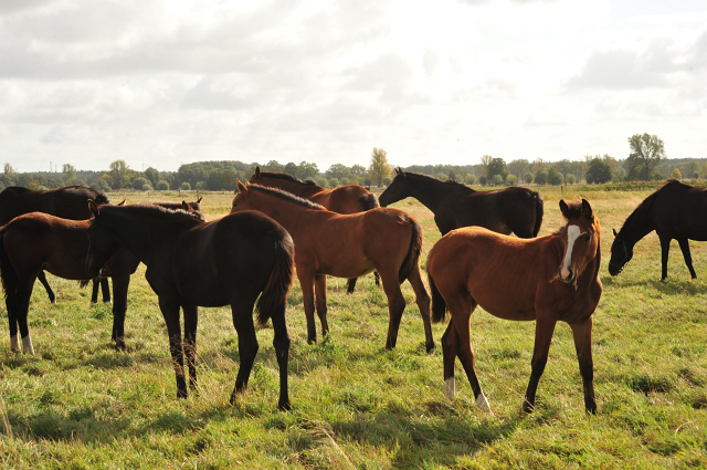 im Gestt Schplitz am 3.Oktober 2018 - Foto: Beate Langels -
Trakehner Gestt Hmelschenburg