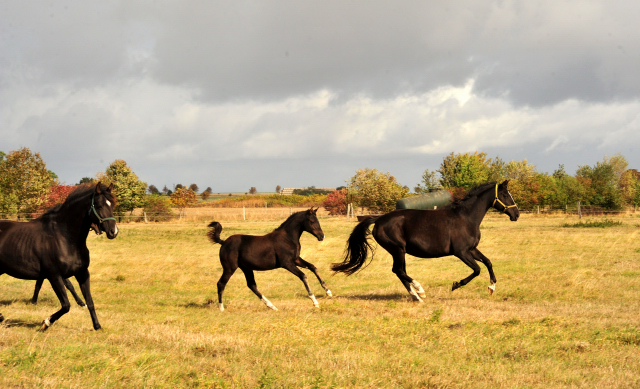 Grace Note und ihre Tochter v. Millenium im Gestt Schplitz am 3.Oktober 2018 - Foto: Beate Langels -
Trakehner Gestt Hmelschenburg