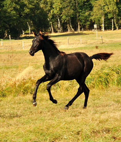 Stutfohlen von Quantensprung u.d. Grace Conelly v. Shavalou im Gestt Schplitz am 3.Oktober 2018 - Foto: Beate Langels -
Trakehner Gestt Hmelschenburg