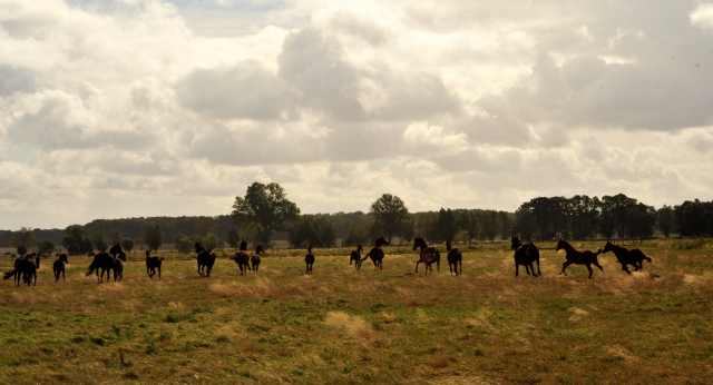 im Gestt Schplitz am 3.Oktober 2018 - Foto: Beate Langels -
Trakehner Gestt Hmelschenburg