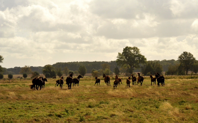 Stuten und Fohlen im Gestt Schplitz am 3.Oktober 2018 - Foto: Beate Langels -
Trakehner Gestt Hmelschenburg