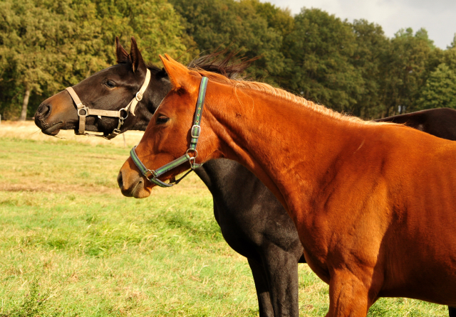 Jhrlingsstuten im Gestt Schplitz am 3.Oktober 2018 - Foto: Beate Langels -
Trakehner Gestt Hmelschenburg