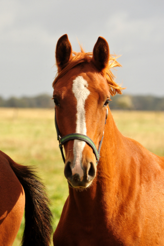 Jhrlingsstute Klassic Motion v. High Motion im Gestt Schplitz am 3.Oktober 2018 - Foto: Beate Langels -
Trakehner Gestt Hmelschenburg