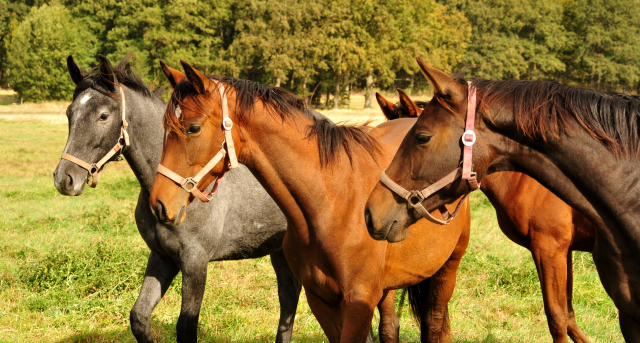 Stuten im Gestt Schplitz am 3.Oktober 2018 - Foto: Beate Langels -
Trakehner Gestt Hmelschenburg