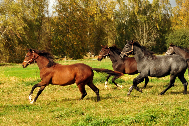 Stuten im Gestt Schplitz am 3.Oktober 2018 - Foto: Beate Langels -
Trakehner Gestt Hmelschenburg