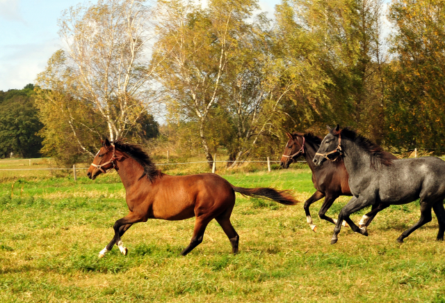 Stuten im Gestt Schplitz am 3.Oktober 2018 - Foto: Beate Langels -
Trakehner Gestt Hmelschenburg