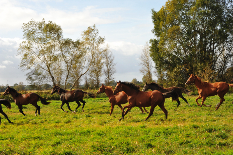 Stuten im Gestt Schplitz am 3.Oktober 2018 - Foto: Beate Langels -
Trakehner Gestt Hmelschenburg