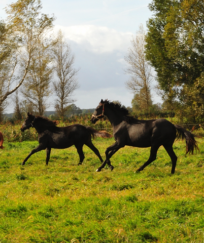 Stuten im Gestt Schplitz am 3.Oktober 2018 - Foto: Beate Langels -
Trakehner Gestt Hmelschenburg