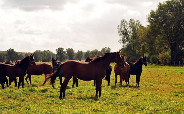 Stuten im Gestt Schplitz am 3.Oktober 2018 - Foto: Beate Langels -
Trakehner Gestt Hmelschenburg