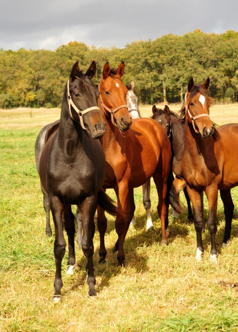 Stuten im Gestt Schplitz am 3.Oktober 2018 - Foto: Beate Langels -
Trakehner Gestt Hmelschenburg