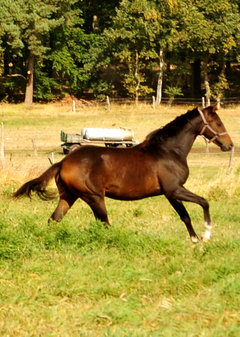 Jhrlingsstute Val d'Isere v. High Motion im Gestt Schplitz am 3.Oktober 2018 - Foto: Beate Langels -
Trakehner Gestt Hmelschenburg