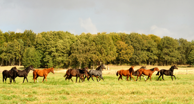 Stuten im Gestt Schplitz am 3.Oktober 2018 - Foto: Beate Langels -
Trakehner Gestt Hmelschenburg