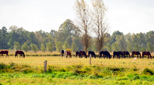 Die Jhrlingshengste im Gestt Schplitz am 3.Oktober 2018 - Foto: Beate Langels -
Trakehner Gestt Hmelschenburg