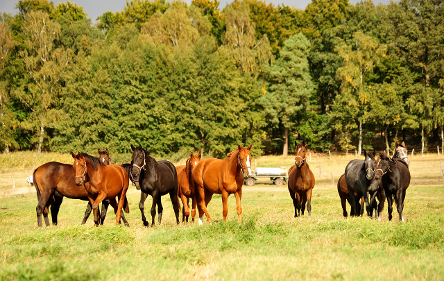 Jhrlingsstuten im Gestt Schplitz am 3.Oktober 2018 - Foto: Beate Langels -
Trakehner Gestt Hmelschenburg