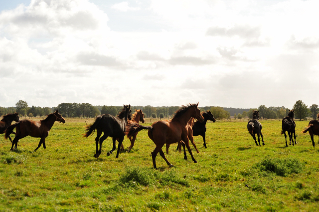 Jhrlingsstuten im Gestt Schplitz am 3.Oktober 2018 - Foto: Beate Langels -
Trakehner Gestt Hmelschenburg