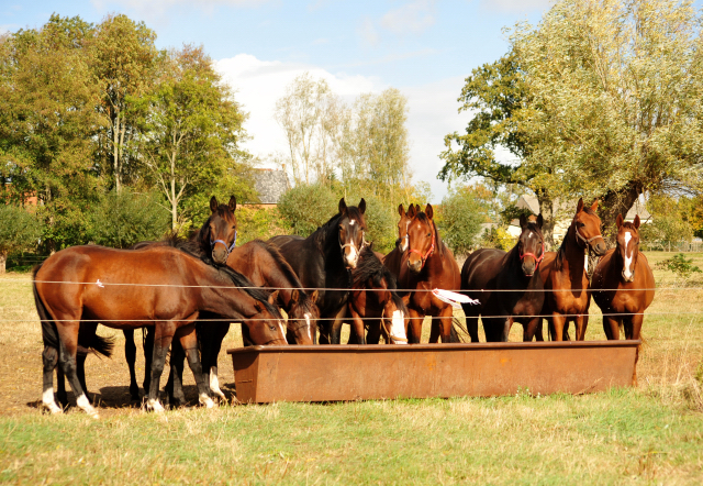 2jhrige Hengste im Gestt Schplitz am 3.Oktober 2018 - Foto: Beate Langels -
Trakehner Gestt Hmelschenburg