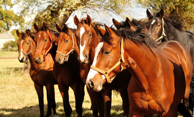 2jhrige Hengste im Gestt Schplitz am 3.Oktober 2018 - Foto: Beate Langels -
Trakehner Gestt Hmelschenburg