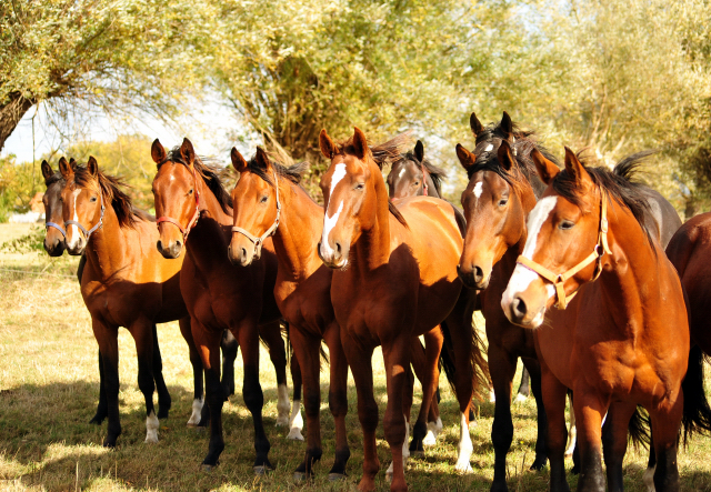 2jhrige Hengste im Gestt Schplitz am 3.Oktober 2018 - Foto: Beate Langels -
Trakehner Gestt Hmelschenburg