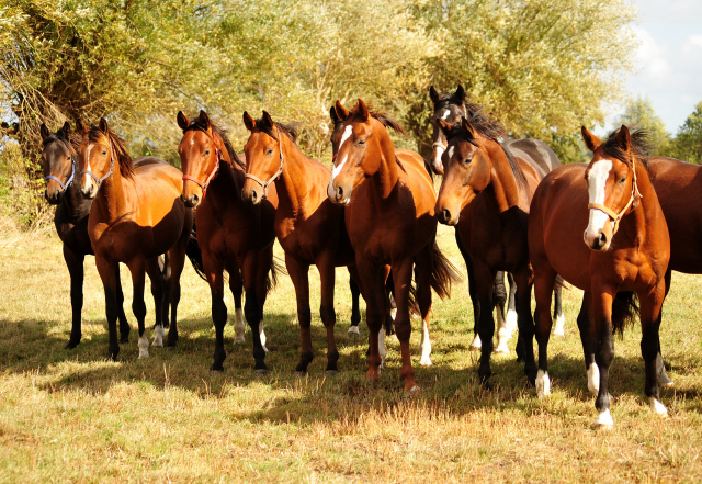 2jhrige Hengste im Gestt Schplitz am 3.Oktober 2018 - Foto: Beate Langels -
Trakehner Gestt Hmelschenburg