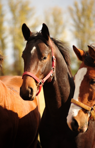 2jhriger Hengst v. Oliver Twist u.d. Thirica v. Enrico Caruso - im Gestt Schplitz am 3.Oktober 2018 - Foto: Beate Langels -
Trakehner Gestt Hmelschenburg