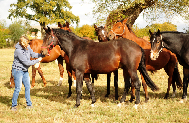 2jhrige Hengst v. Oliver Twist u.d. Thirica v. Enrico Caruso im Gestt Schplitz am 3.Oktober 2018 - Foto: Beate Langels -
Trakehner Gestt Hmelschenburg