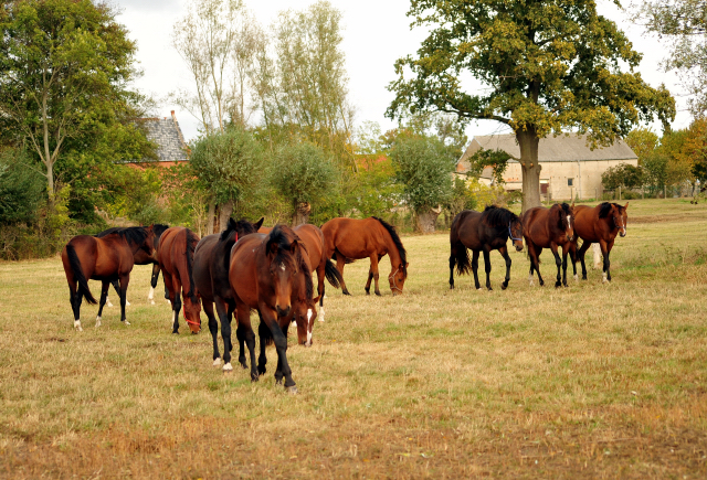 2jhrige Hengste im Gestt Schplitz am 3.Oktober 2018 - Foto: Beate Langels -
Trakehner Gestt Hmelschenburg