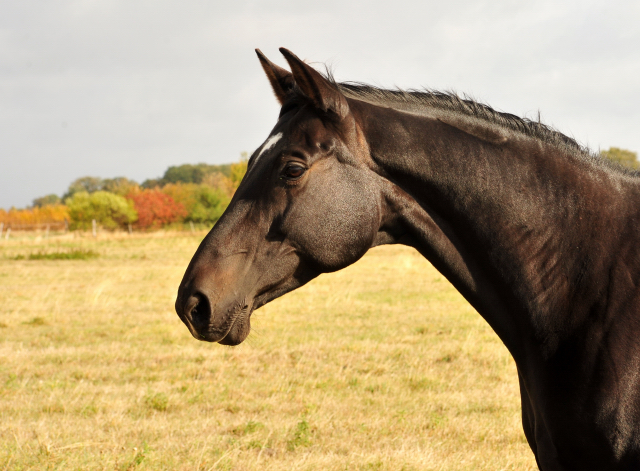 Schwalbenmelodie v. Kostoany im Gestt Schplitz am 3.Oktober 2018 - Foto: Beate Langels -
Trakehner Gestt Hmelschenburg