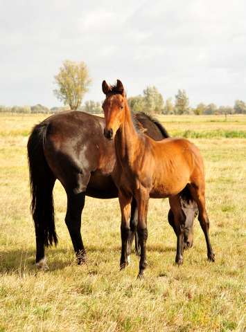 Schwalbenmelodie v. Kostoany und ihr Hengstfohlen v. His Moment im Gestt Schplitz am 3.Oktober 2018 - Foto: Beate Langels -
Trakehner Gestt Hmelschenburg