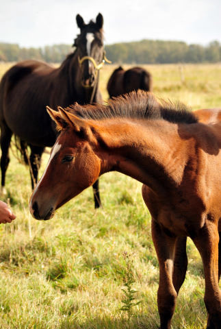 Schwalbenaura v. Kacyro u.d. Schwalbensage im Gestt Schplitz am 3.Oktober 2018 - Foto: Beate Langels -
Trakehner Gestt Hmelschenburg