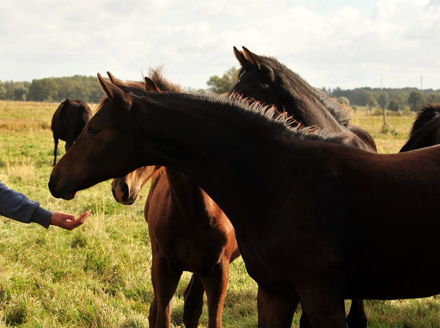 im Gestt Schplitz am 3.Oktober 2018 - Foto: Beate Langels -
Trakehner Gestt Hmelschenburg