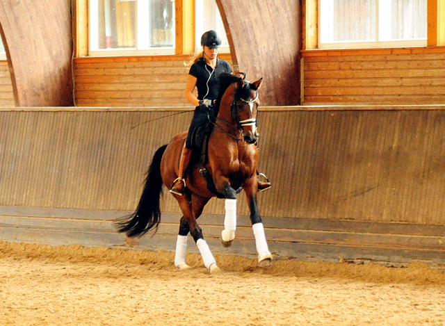 High Motion v. Saint Cyr und Laura Strobel - Foto: Beate Langels - Trakehner Gestt Hmelschenburg