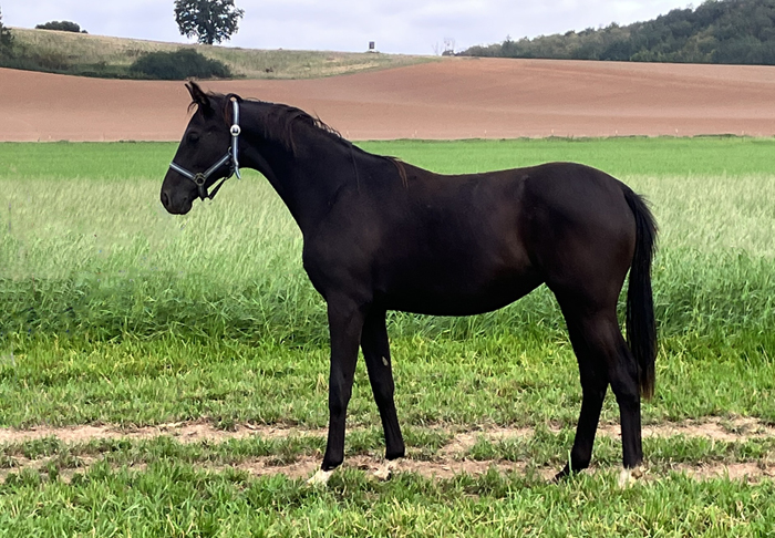 Jhrlingsstute Schwalbe's Magic v. Frst Magic x Totilas - Foto: Beate Langels - Trakehner Gestt Hmelschenburg