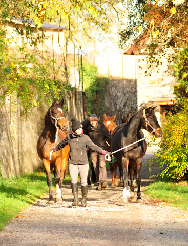 Umtrieb der zweijhrigen Stuten  - Trakehner Gestt Hmelschenburg - Beate Langels