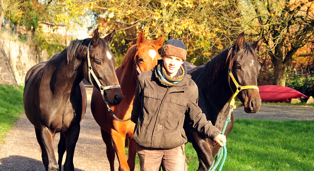 Umtrieb der zweijhrigen Stuten  - Trakehner Gestt Hmelschenburg - Beate Langels