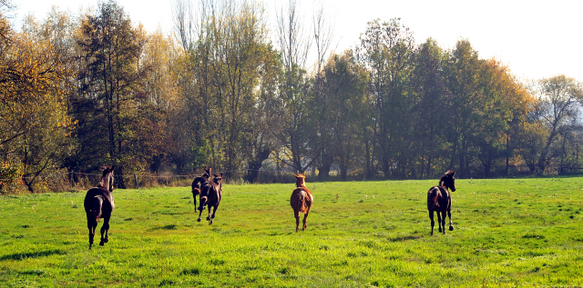 Umtrieb der zweijhrigen Stuten  - Trakehner Gestt Hmelschenburg - Beate Langels