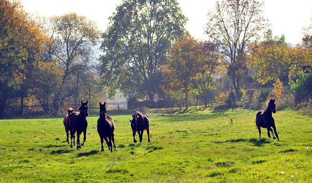 Umtrieb der zweijhrigen Stuten  - Trakehner Gestt Hmelschenburg - Beate Langels