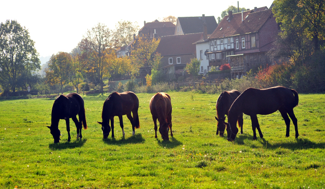 Umtrieb der zweijhrigen Stuten  - Trakehner Gestt Hmelschenburg - Beate Langels